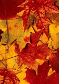 巧妙利用光线 打造秋季多层次感的红叶美景