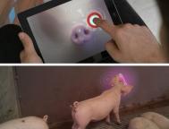 荷兰人开发出给猪玩的iPad游戏：娱乐无极限