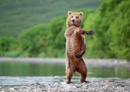 笑看俄罗斯棕熊的生活情趣