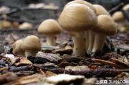 怎么辨别蘑菇有没有毒