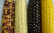哪一种玉米更有营养价值