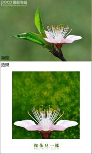 PS简单打造唯美折返镜头植物花朵图片效果教程