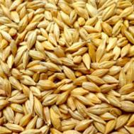 大麦的营养价值