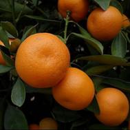 如何做橘子 怎样做橘子