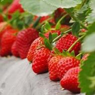 草莓怎么做好吃 草莓做法