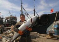 渔民捕获巨型鲅鱼 鲅鱼的做法大盘点