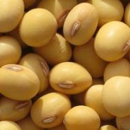 黄豆怎么做好吃 黄豆的做法