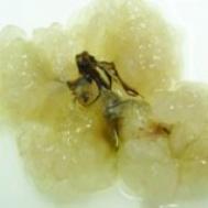 雪蛤如何吃最好 雪蛤的家常做法