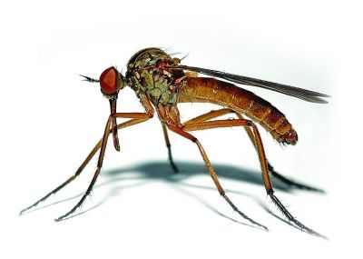 蚊子怕什么
