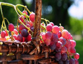 葡萄有什么营养价值及功效