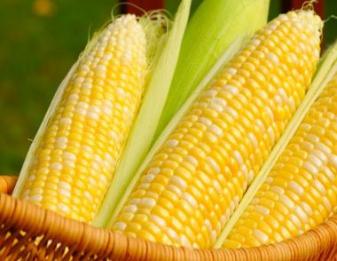 玉米的营养价值有哪些  六大玉米营养价值介绍