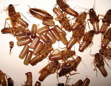居家怎么防蟑螂 对付蟑螂的家用妙招