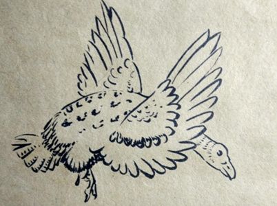 翱翔的大雁手绘画图解教程  大雁手绘画的画法