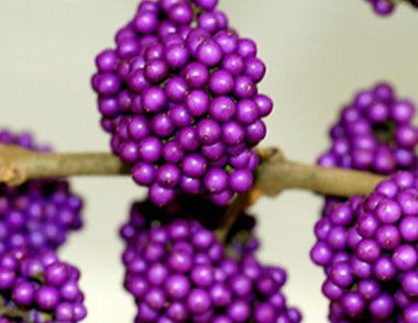 怎么养殖紫珠盆景 紫珠盆景的养殖方法