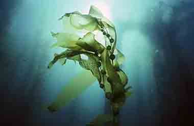 海藻不能和什么一起吃 海藻有什么饮食禁忌