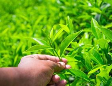 绿茶有什么功效 绿茶的功效是什么