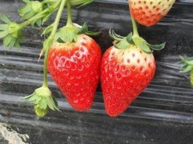 吃草莓会中毒吗 草莓中毒的症状有哪些