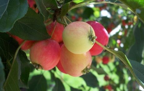 野苹果的营养价值是什么