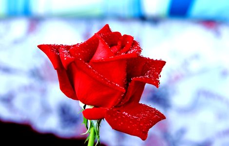 情人节送花不出错 十二星座女送什么玫瑰花最好