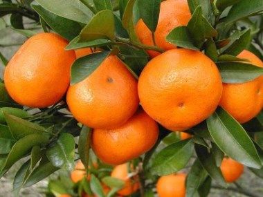 橘子叶有哪些作用？橘子叶治水肿