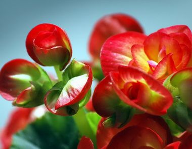 海棠花怎么养 海棠花的养殖方法和注意事项