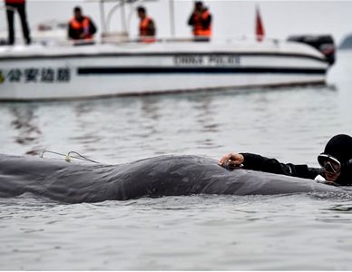 解救被困抹香鲸 抹香鲸的基本常识