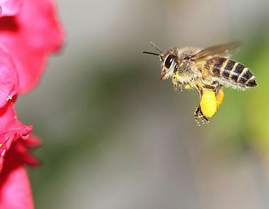 春天踏青好季节 被野蜂蜇了怎么办