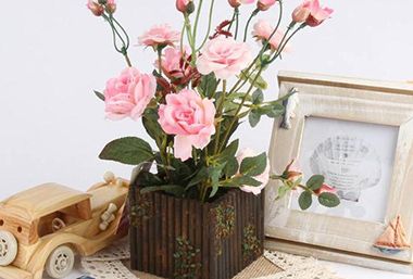 盆栽玫瑰怎样种植 种植盆栽玫瑰的方法