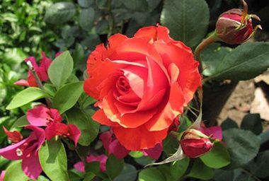 有哪些比较好种植的玫瑰品种