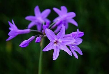 紫娇花应该如何养殖 养殖紫娇花的条件