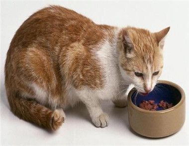 如何喂食猫粮 喂食猫粮的方法