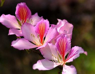 紫荆花的花语 紫荆花的美好寓意