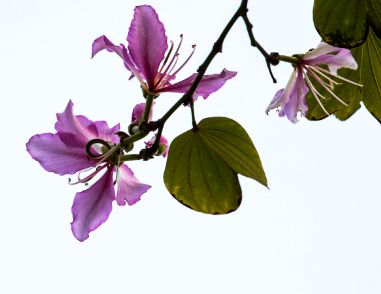 盆栽紫荆花如何养护 盆栽紫荆花的养护方法