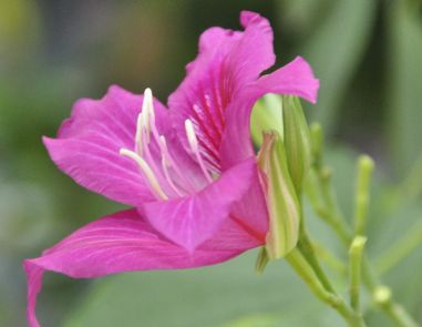 紫荆花怎么施肥 紫荆花的施肥方法