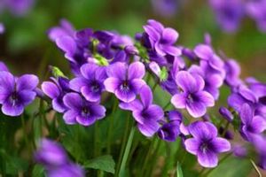 紫花地丁养护技巧
