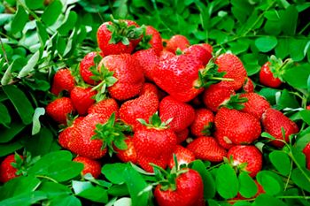 草莓有什么功效 吃草莓有什么作用