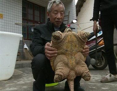 浏阳村民野外捡到19斤巨型鳄鱼龟 乌龟怎么养