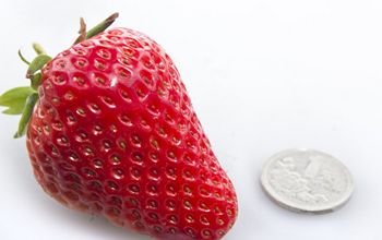 吃草莓有什么好处 草莓的功效