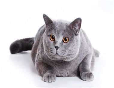 猫咪需要经常补充钙片吗
