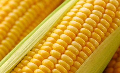 玉米的营养价值有哪些