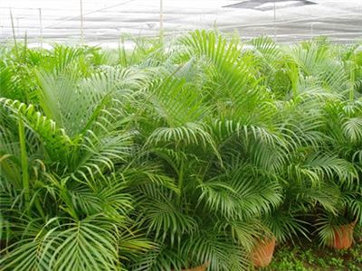 凤尾竹的养殖方法是什么