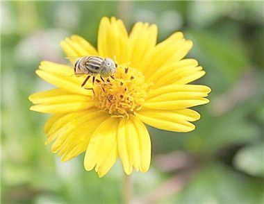 花粉怎么吃 花粉有哪些食用方法