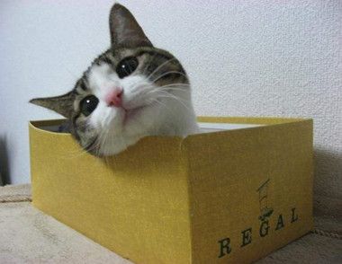 猫为什么喜欢钻盒子