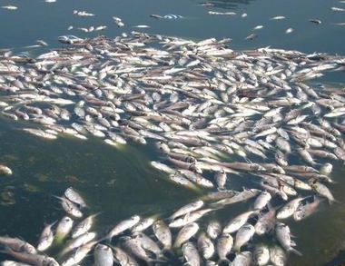 6万斤鱼因缺氧死亡 如何分辨鱼是缺氧还是中毒