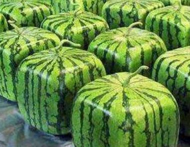 日本天价西瓜1个3.1万元 怎样才能买到好西瓜