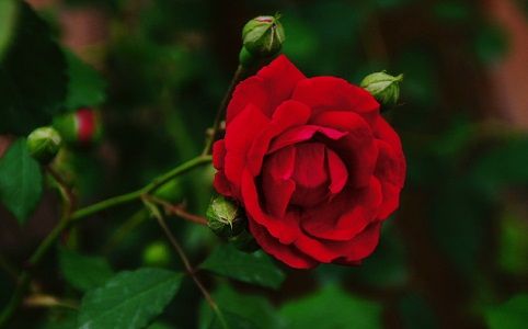 红蔷薇花语 红蔷薇的花语是什么