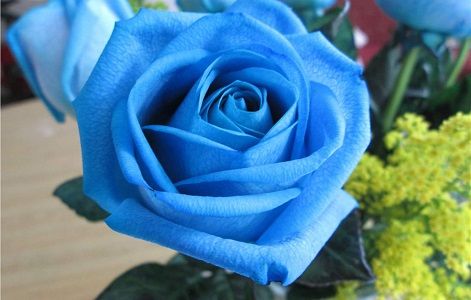 蓝玫瑰花语 蓝玫瑰的花语是什么