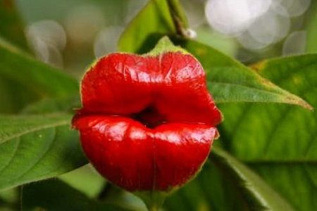 嘴唇花的花语是什么
