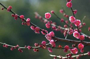 梅花的花语是什么 梅花有哪些传说