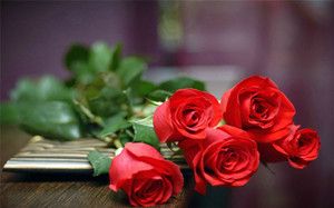 玫瑰花的花语是什么 不同的数量花语是什么
